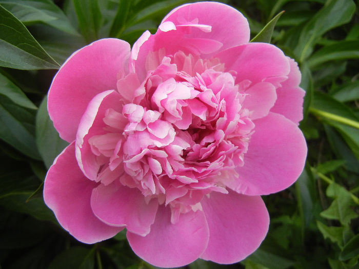Peony. Bujor (2013, May 13)