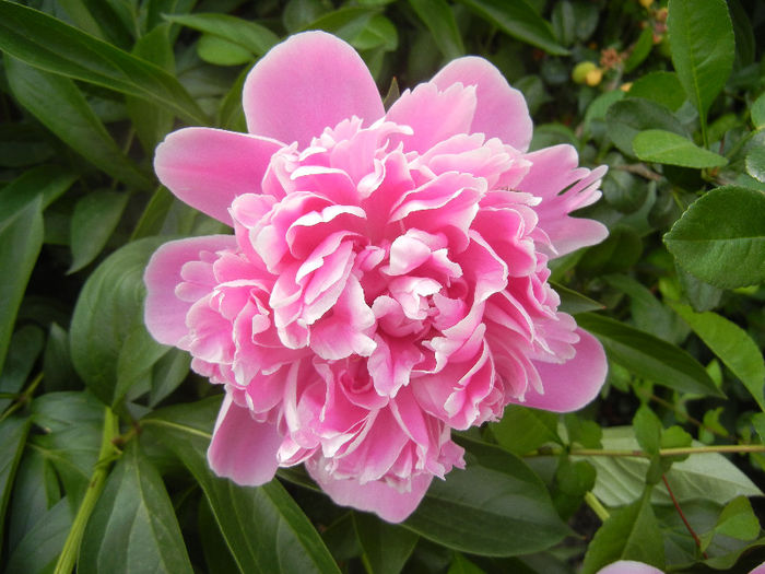 Peony. Bujor (2013, May 13) - BUJORI_Peony Paeonia