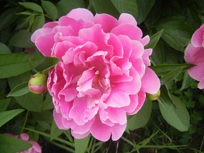 Peony. Bujor (2013, May 13) - BUJORI_Peony Paeonia