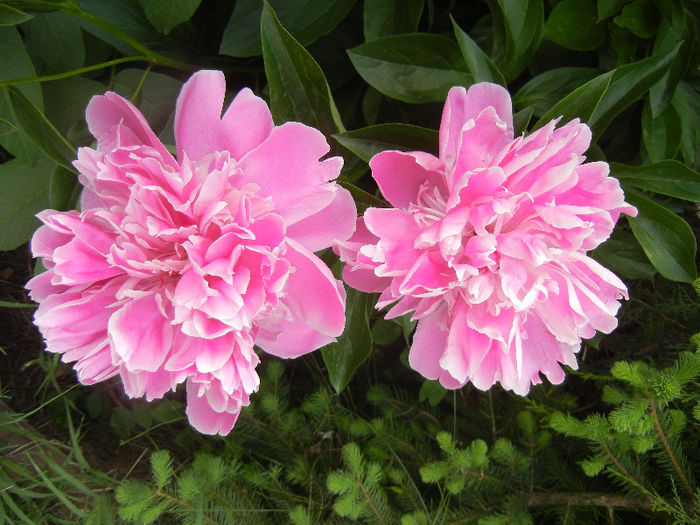 Peonies. Bujori (2013, May 13) - BUJORI_Peony Paeonia