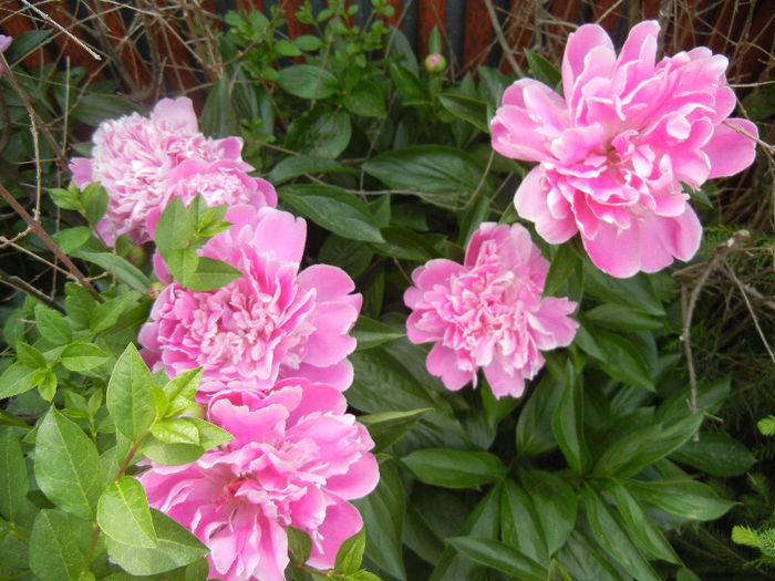 Peonies. Bujori (2013, May 13)