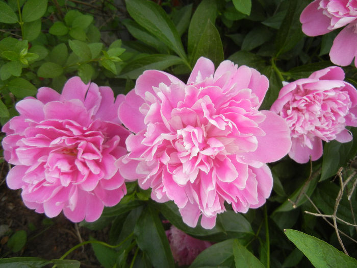 Peonies. Bujori (2013, May 13)