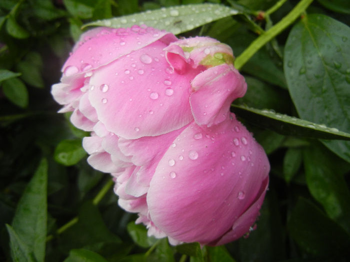 Peony. Bujor (2013, May 13) - BUJORI_Peony Paeonia