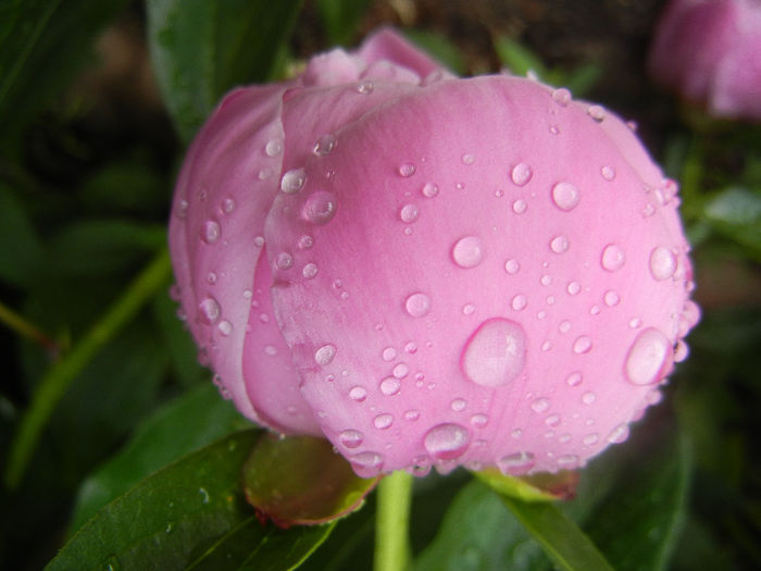 Peony. Bujor (2013, May 13) - BUJORI_Peony Paeonia