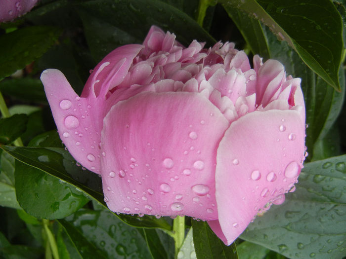 Peony. Bujor (2013, May 13) - BUJORI_Peony Paeonia