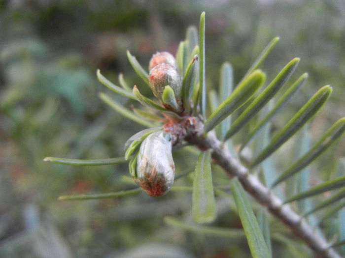 Abies koreana (2013, May 12)