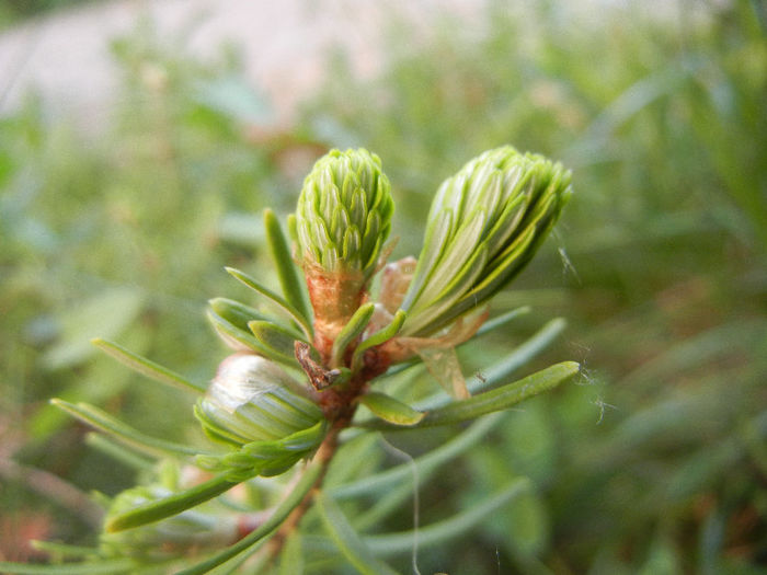 Abies koreana (2013, May 12) - Abies koreana_Korean Fir