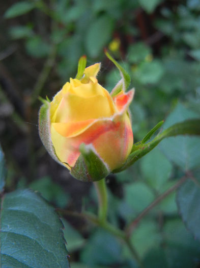 Yellow Miniature Rose (2013, May 13)