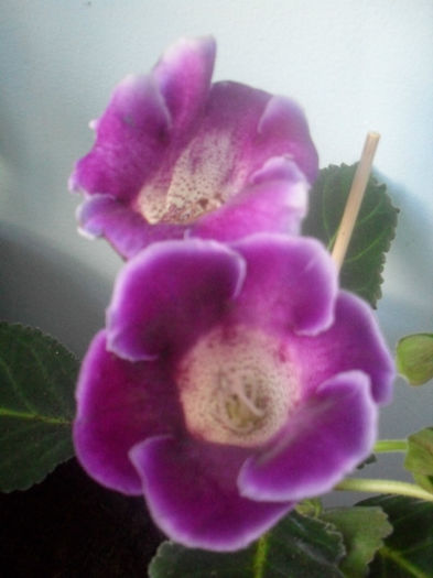 SDC10256 - GLOXINIA 2013-2014