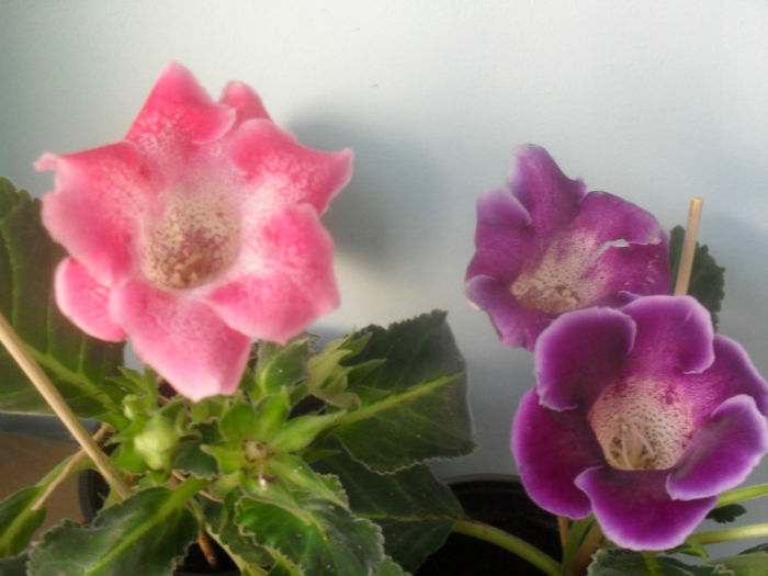 SDC10260 - GLOXINIA 2013-2014