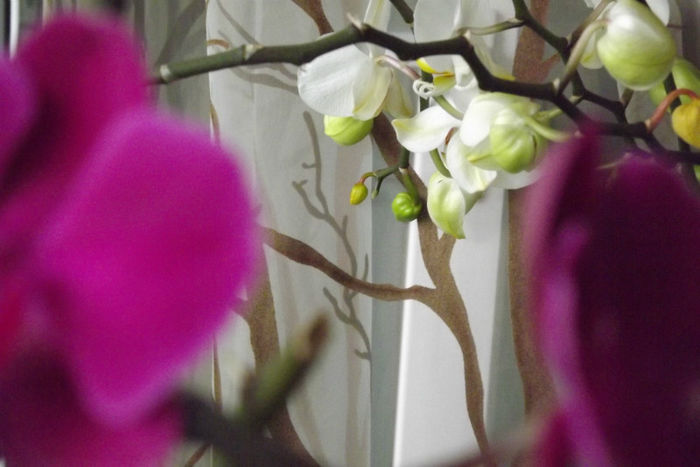 Bobocei de orhidee - Orhidee