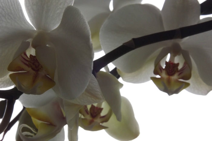 Puritate - Orhidee