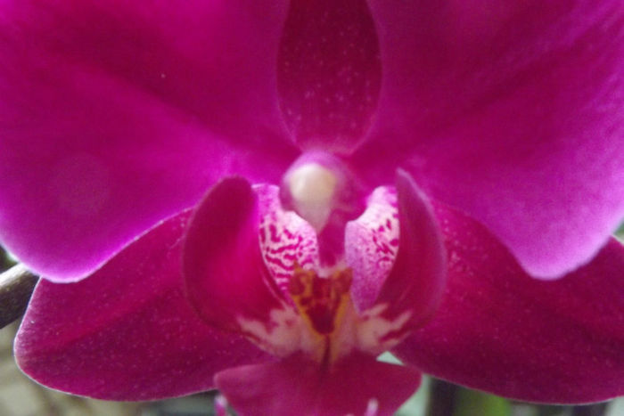 Orhidee mov...
