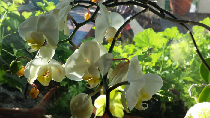 6 - Orhidee