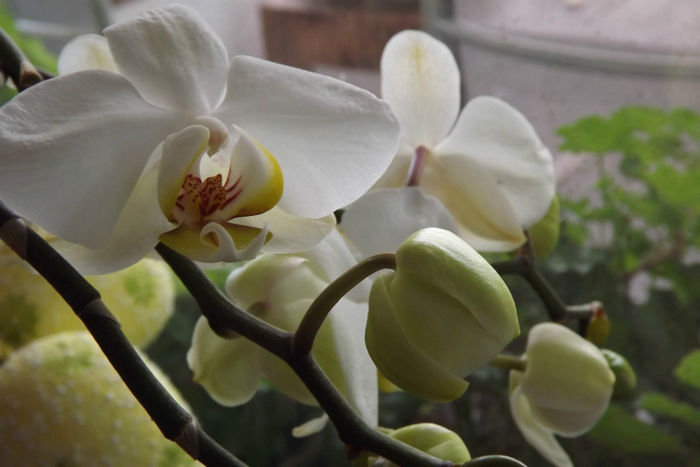 11 - Orhidee