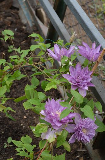 DSC_1166 - 1Clematis 2013