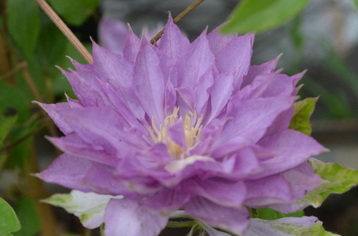 DSC_1167 - 1Clematis 2013