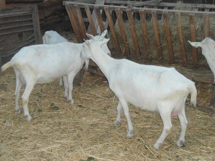 DSC00423 - capre sanen
