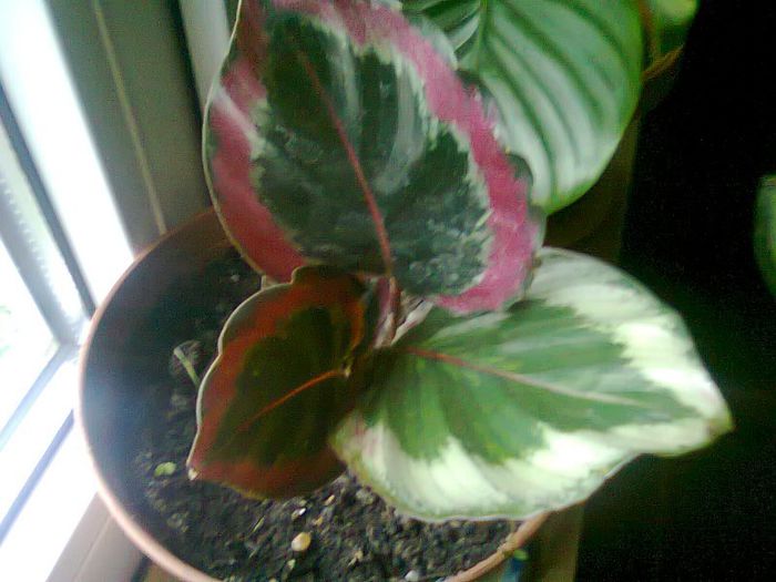 Fotografie0067 - calatee