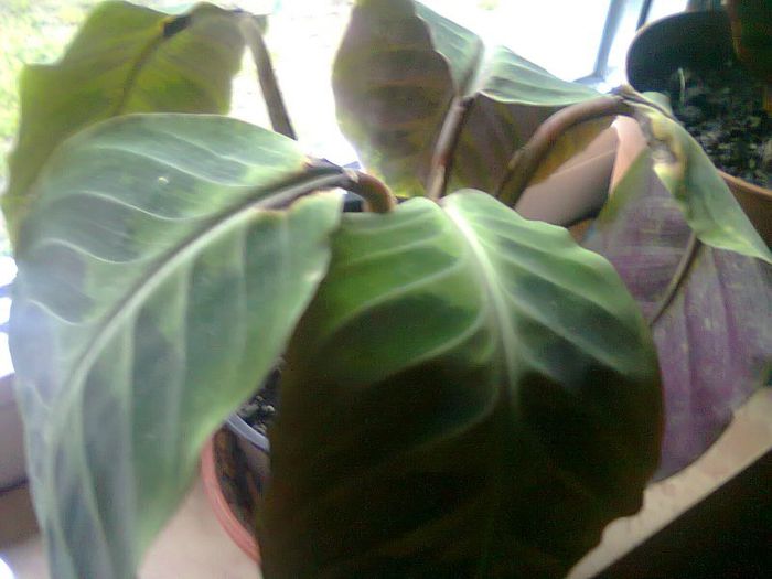 Fotografie0069 - calatee