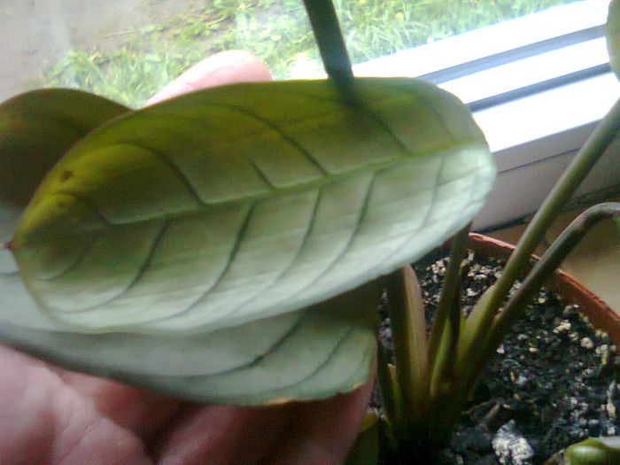 Fotografie0071 - calatee