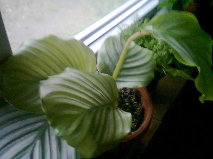 Fotografie0074 - calatee