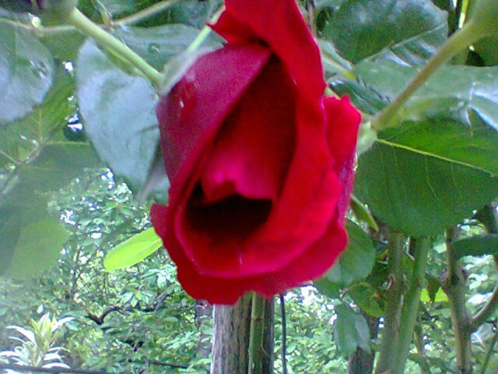 trandafir urcator rosuparfumat