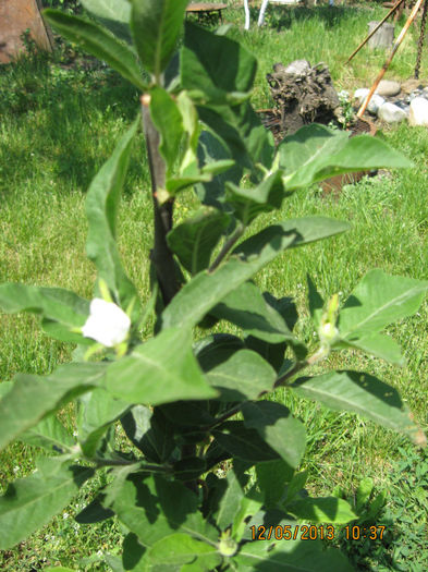 Floricele de mosmon.....