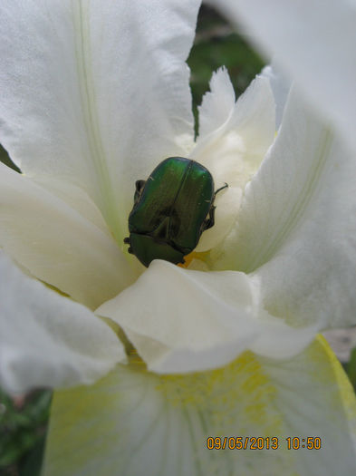 Micutul carabus, pierdut......
