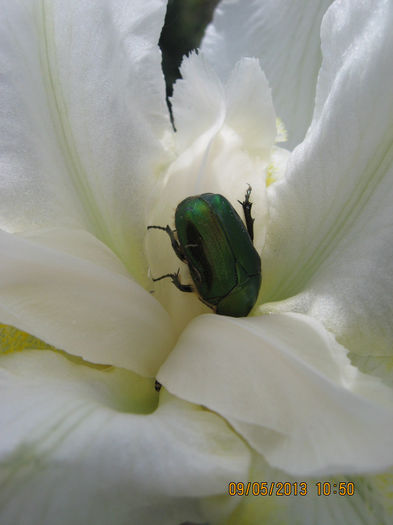 intr-o floare de iris.