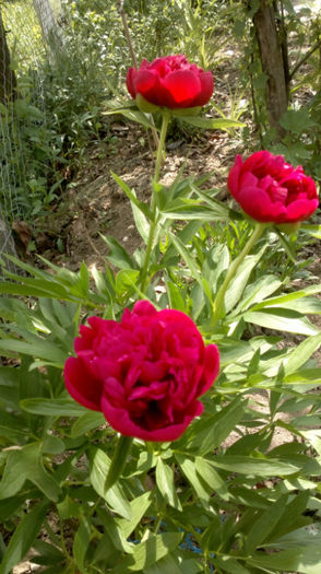 primii bujori - c -primavara 2013