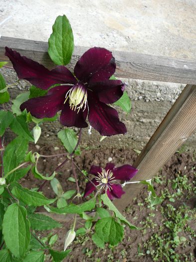 P1130931 - Clematite