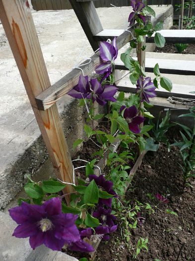 P1130932 - Clematite