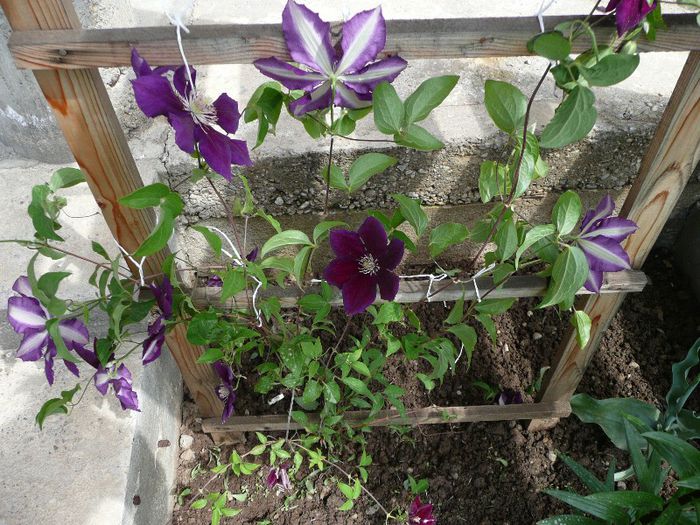 P1130935 - Clematite