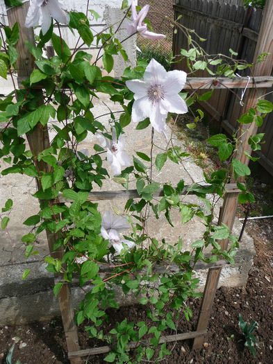 P1130936 - Clematite