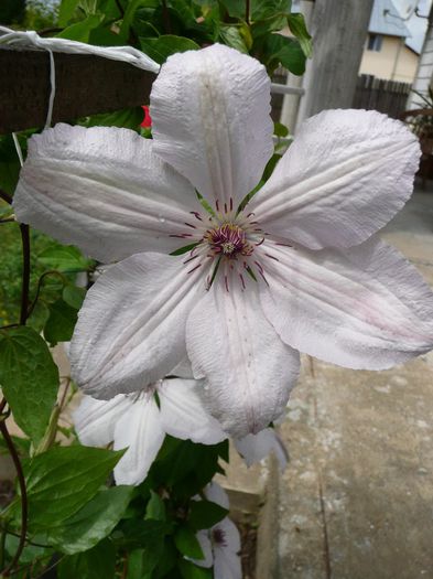 P1130938 - Clematite