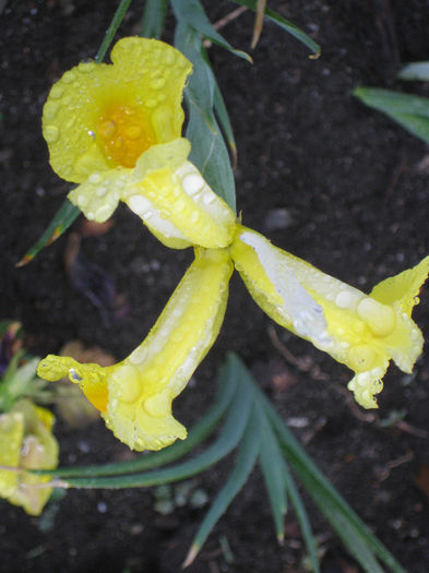 IMG_1841 - Iris Hollandica Apollo si Golden Beauty