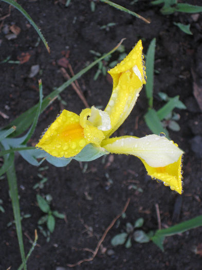 IMG_1840 - Iris Hollandica Apollo si Golden Beauty