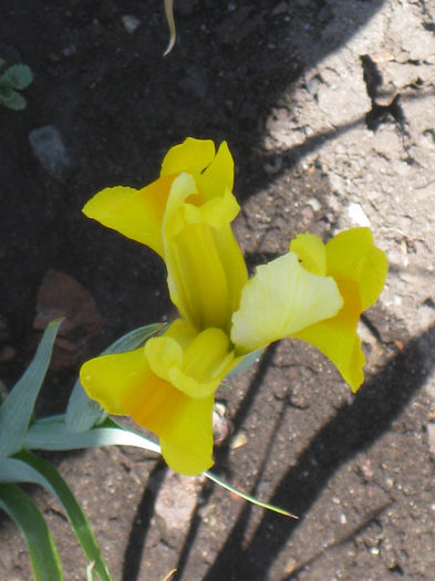 IMG_1823 - Iris Hollandica Apollo si Golden Beauty