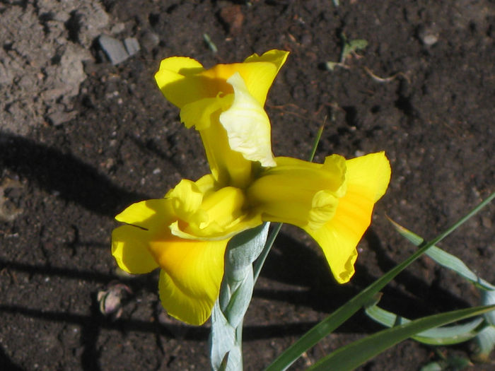 IMG_1824 - Iris Hollandica Apollo si Golden Beauty