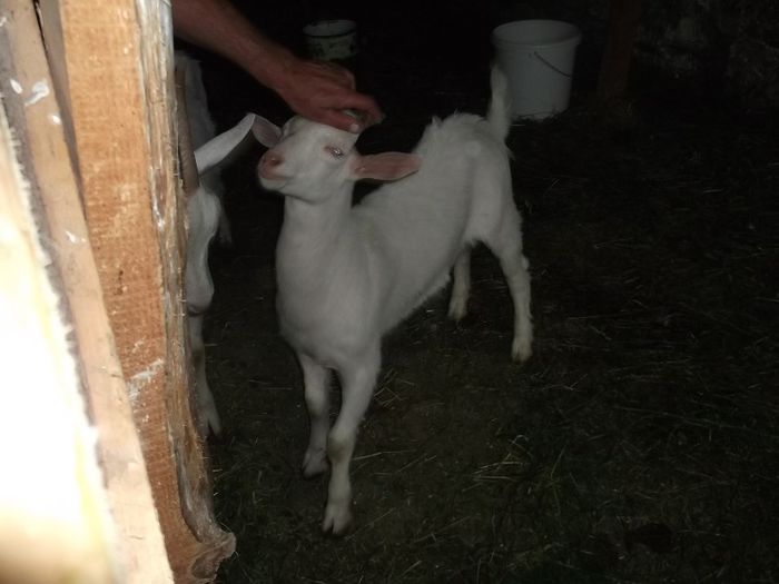 stapanul prinde posturi straine - FERMA HETREA CORNEL