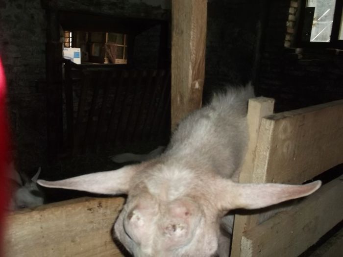 merge si fara Antene