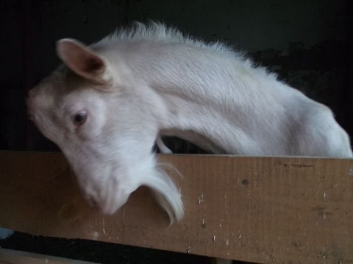 seaman eu cu un presedinte de republica ??