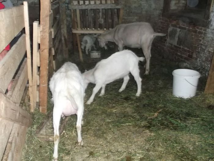 Picture 034 - FERMA HETREA CORNEL