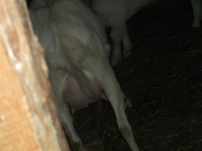 Picture 035 - FERMA HETREA CORNEL