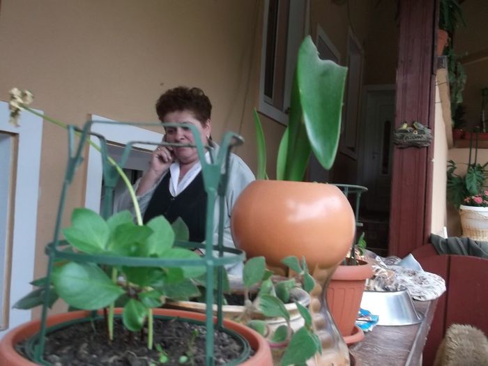 ALOOO.......CENTRALA ??? - FERMA HETREA CORNEL