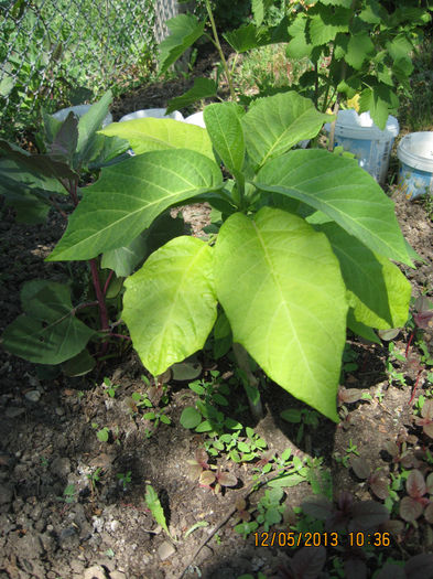 sa iesim in natura. - 3 BRUGMANSIA