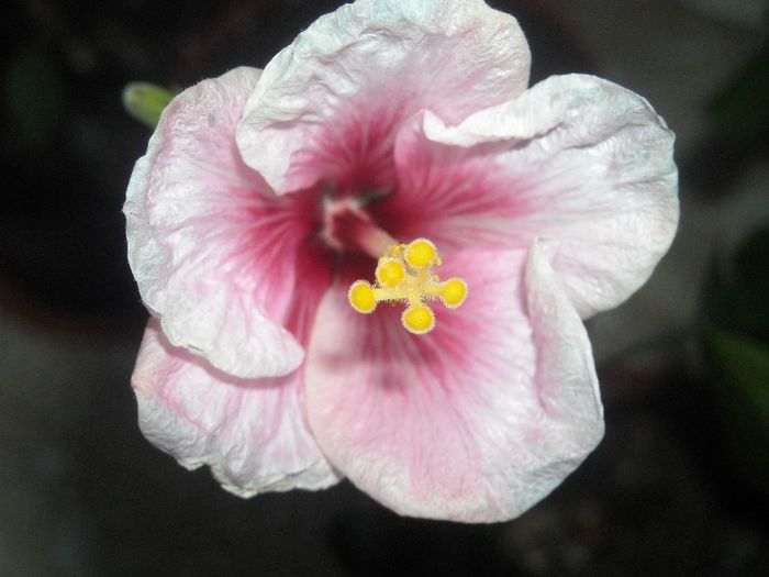 Pink dream - un bat cu floare :) - 0 Din florile mele