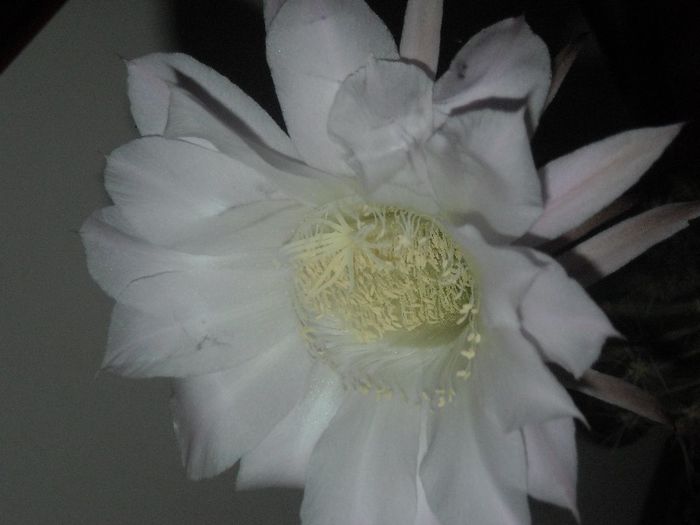  - 0 Din florile mele