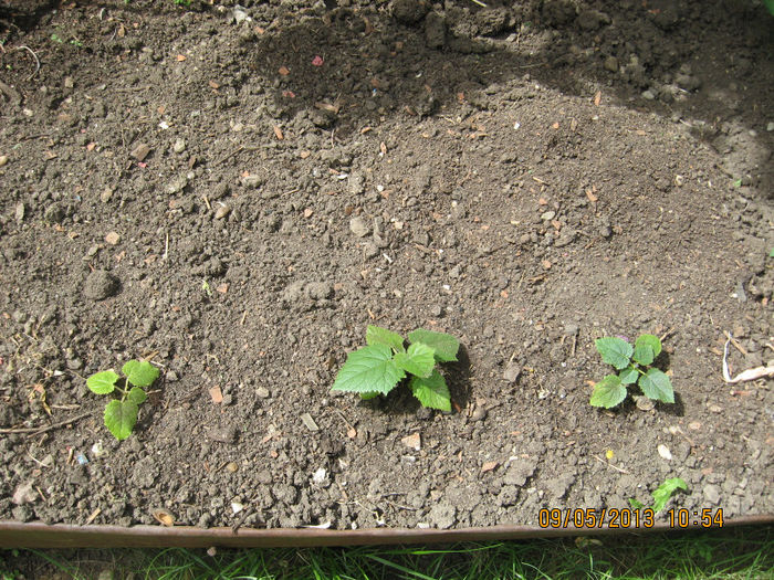 in mediul lor. - 3 PAULOWNIA TOMENTOSA 2013